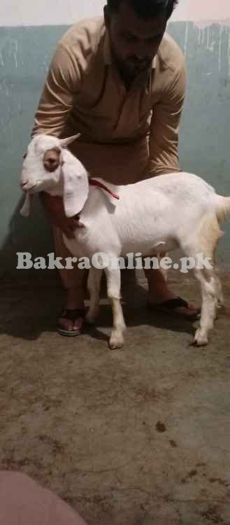 BAKRA FOR SALE NICE BAKRA Animal Qurbani Sale 2023