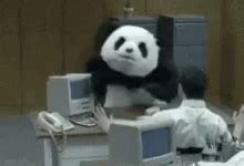 Panda Angry Panda GIF - Panda AngryPanda Wreck - Discover & Share GIFs