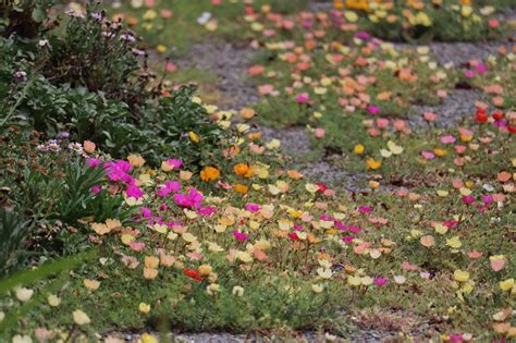 Dursley Garden - Wairarapa, NEW ZEALAND: Portulacas as Ground Cover