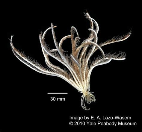 Descoberta criatura marinha com 20 "braços" na AntártidaDD