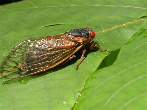 14 Fun Facts About Cicadas | Science | Smithsonian Magazine