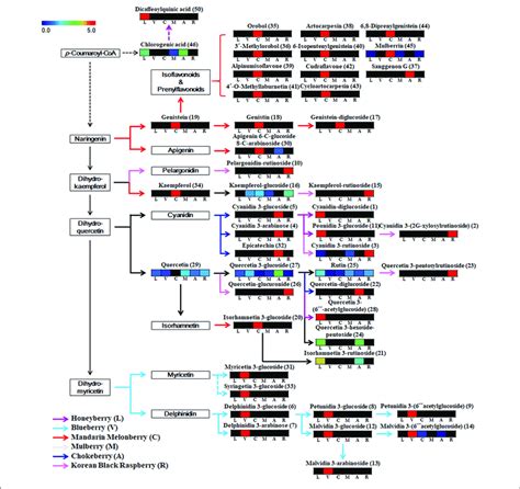 | Schematic diagram of the biosynthetic pathway and relative content of... | Download Scientific ...