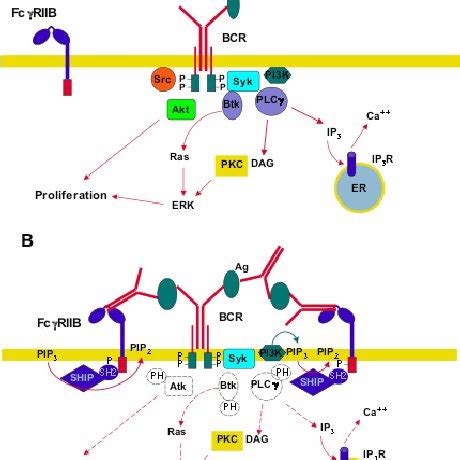 Activating Fc γ receptor signaling. Fc γ R cross-linking by ...