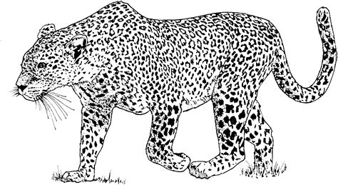 Free Snow Leopard Cliparts, Download Free Snow Leopard Cliparts png ...