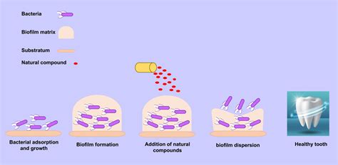 Antibacterial effects of natural compounds on biofilm formation of ...