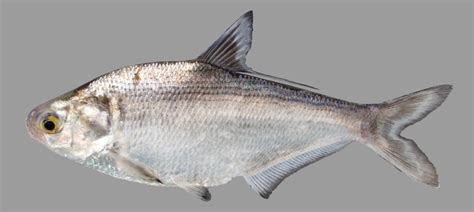 Gizzard Shad (Dorosoma cepedianum) - Species Profile