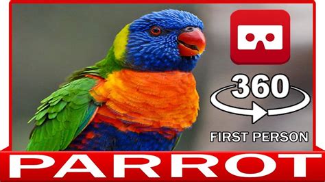 360° VR 4k - PARROT IN YOUR HAND - VIRTUAL REALITY 3D - YouTube