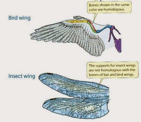 Love, Peace and Evolution : Homologous / Analogous Traits