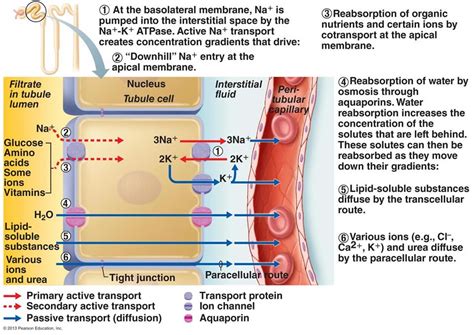 Pin by Summer Ekelund on Medical stuff | Physiology, Medical school studying, Acute respiratory ...