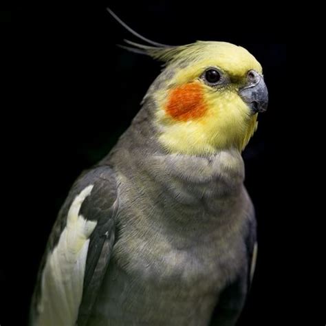 10 Best Pet Birds — Best Birds for Family Pets