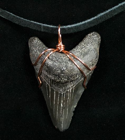 2.3" Black Megalodon Tooth Necklace For Sale (#10156) - FossilEra.com