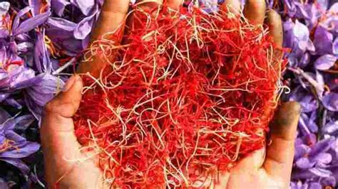 Kashmir’s saffron yield breaks decade-old record | Latest News India ...