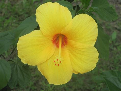 Free Images : nature, petal, scenic, botany, flora, greenery, yellow flower, wildflower, flowers ...