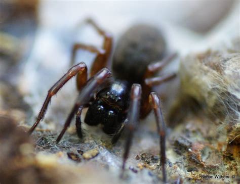 Lace Web Spider (Amaurobius fenestralis) | Simon Withers | Flickr