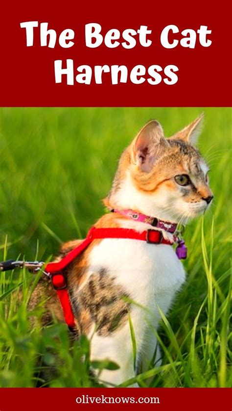 The Best Cat Harness that Your Cat Will Love | OliveKnows | Best cat harness, Cat training, Cat ...