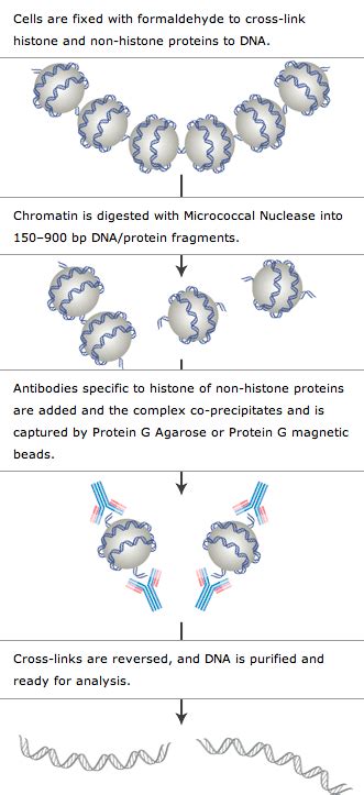 Overview of Chromatin IP Assay Methodology | CST