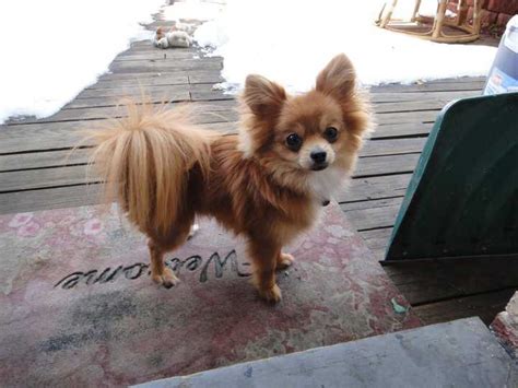 Paperanian (Papillon-Pomeranian Mix) Puppies Info, Care, Pictures