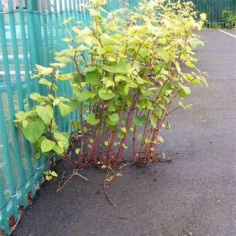 Japanese Knotweed - Weedfree LTD