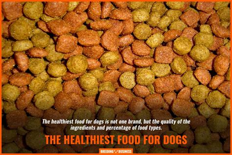 10 Best Vet-Approved Dog Foods – Ingredients, Price & Benefits