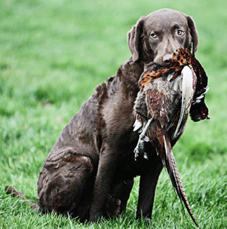 Chesapeake Bay Retriever - Ultimate Upland Bird Dogs, pheasant hunting