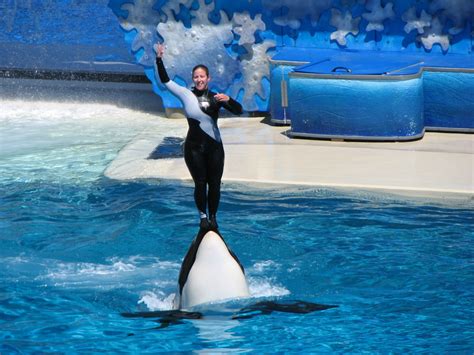 File:Shamu in SeaWorld, San Diego.jpeg - Simple English Wikipedia, the free encyclopedia