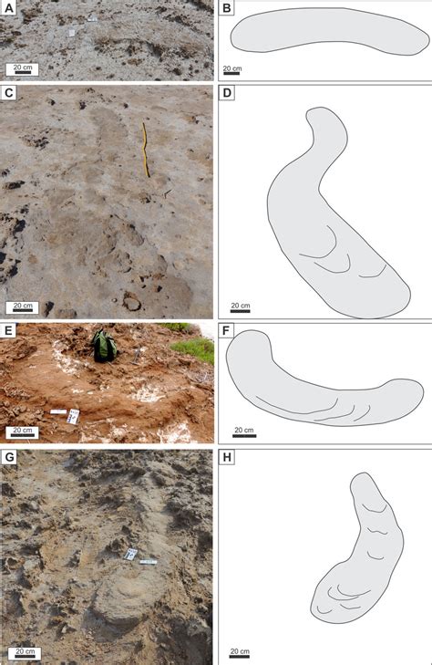 Burrow morphology in plan view. (A-B) Field photograph and diagram of... | Download Scientific ...