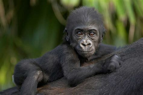 Posterazzi: Western Lowland Gorilla baby clinging to mothers back critically endangered native ...