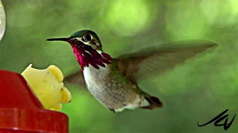 Hummingbirds - YouTube HD - YouTube