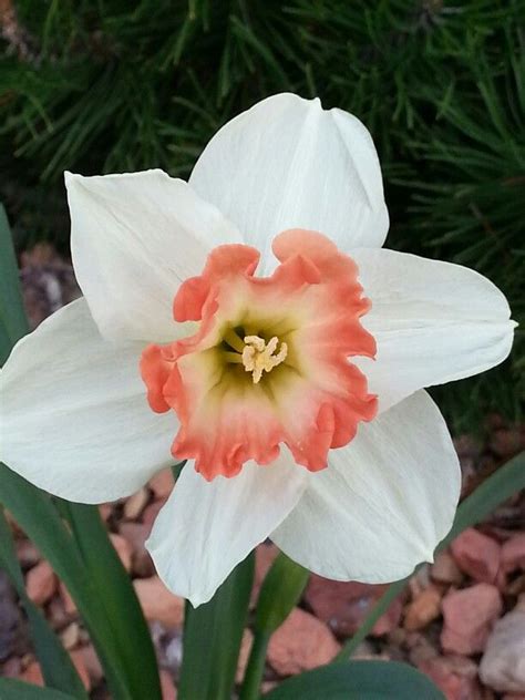 Pink daffodils in my garden... happiness! Daffodils, Happiness, Happy, Plants, Pink, Embroidered ...