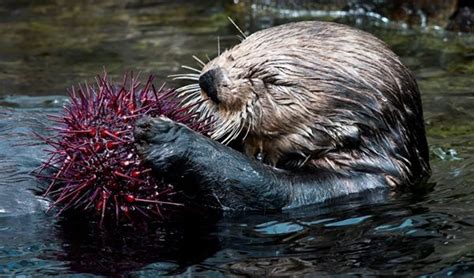 Sea Otter Enjoys a Spiky Sea Urchin — The Daily Otter | Sea otter, Otters, Reptiles pet