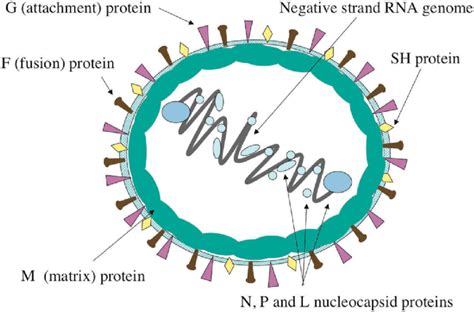 Structure of RSV. The nucleocapsid is a symmetrical helix and is ...