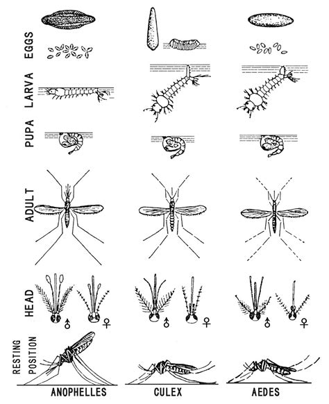 Which types of mosquitoes are present in Kern County? - Kern Mosquito ...