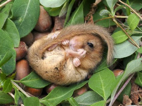 thenaturesglory: “ The dormouse by David Chapman ” Animals And Pets ...