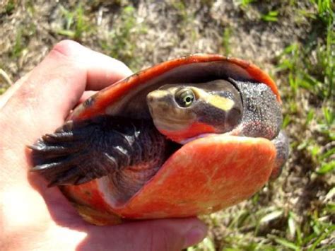 Pink Bellied Side-Neck Turtle Care | Wiki | Reptiles Amino