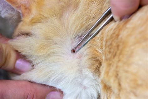 How to Remove a Tick From a Cat - Step By Step Guide