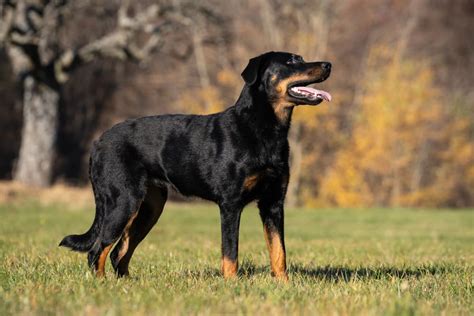 13 Black and Brown Dog Breeds | Great Pet Care