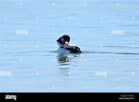 Common Goldeneye Duck Stock Photo - Alamy