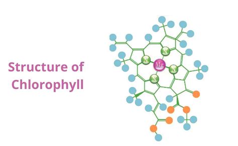 What is Chlorophyll?-Composition and Structure