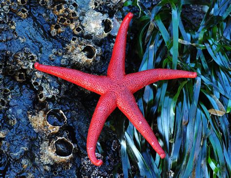 Sea star | Echinoderm Anatomy & Adaptations | Britannica