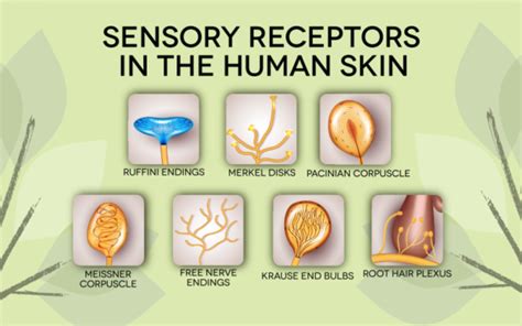 Mechanoreceptors | New Leaf Health