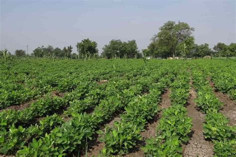 Peanut Farming in USA: How to Start, A Step-by-Step Guide for Beginners