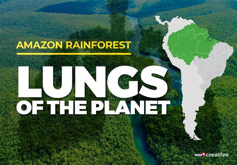 Amazon Rainforest Fire: Why Amazon forest is lungs of the planet - cnbctv18.com