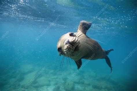 California sea lion pup - Stock Image - C023/1463 - Science Photo Library