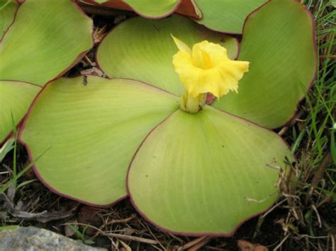 Costus spectabilis (Yellow Trumpet) - World of Flowering Plants