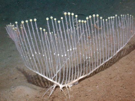 (@mbari_news) on Instagram: “The harp sponge is an extraordinary ...