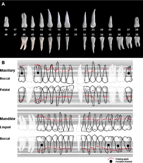 FDI, Palmer, And Universal Tooth Numbering Systems For, 47% OFF