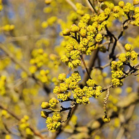 Seeds of Cornelian Cherry - CORNUS MAS - The Original Garden