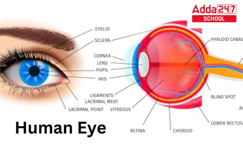 Human Eye, Definition, Diagram, Structure