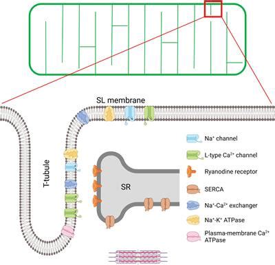 Frontiers | The Physiology and Pathophysiology of T-Tubules in the Heart