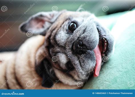 Portrait of a Pug Dog, Old Age, Cute, Funny, Happy, Yawning with Sleepiness, Relaxing Time Lying ...